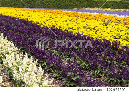 Salvia splendens (Furano, Hokkaido) 102973501
