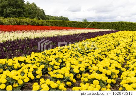 African Marigold (Furano, Hokkaido) 102973512