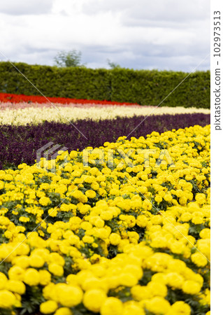 African Marigold (Furano, Hokkaido) African Marigold (Furano, Hokkaido) 102973513