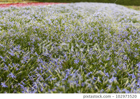 Isotoma (Furano City, Hokkaido) Isotoma (Furano City, Hokkaido) 102973520