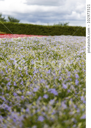 Isotoma (Furano City, Hokkaido) 102973521