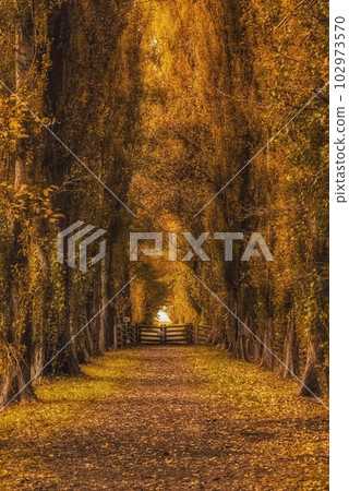 poplar autumn poplar autumn 102973570