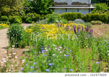 花園花瓣 102973609