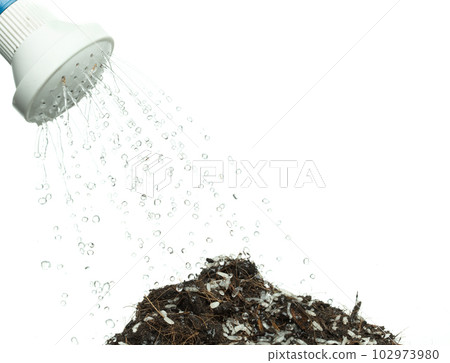 Water shower rain into jasmine rice with fertilizer soil for planting. Pouring water to growth japanese jasmine white rice in black soil. white background isolated high speed freeze motion 102973980