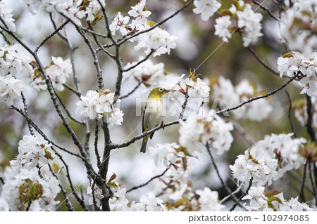 Spring fish Spring fish 102974085