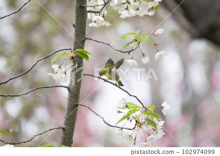 Spring fish 102974099