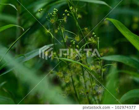 Carnivorous plant Drosera peltata Carnivorous plant Drosera peltata 102974377