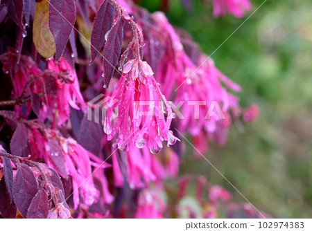 Witch hazel flowers wet in the rain Witch hazel flowers wet in the rain 102974383