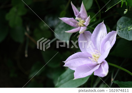 Parent and child of clematis 102974811