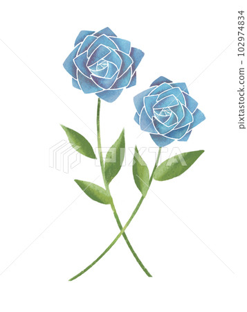 Two hand drawn illustrations of blue roses - Stock Illustration