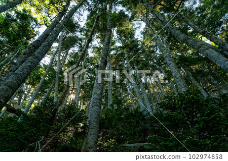 Primeval forest in the morning of Mt. Senjogatake, Southern Alps 102974858