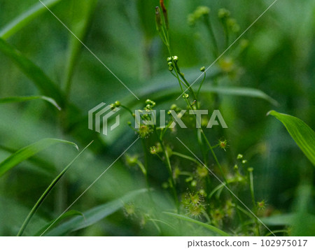 Carnivorous plant Drosera peltata Carnivorous plant Drosera peltata 102975017