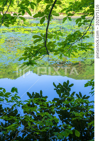 Omine-numa Mizukagami Fresh green scenery Minakami Town Omine-numa Mizukagami Fresh green scenery Minakami Town 102975116