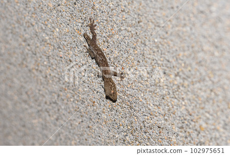 baby gecko with a cut tail baby gecko with a cut tail 102975651