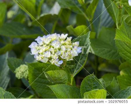 公園裡的繡球花已經開始開花 102976055