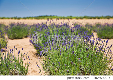 薰衣草農場盛開 102976803