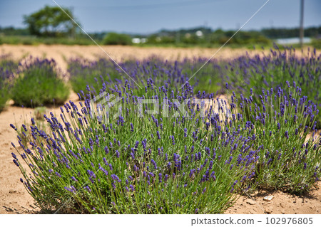 Lavender farm in full bloom Lavender farm in full bloom 102976805