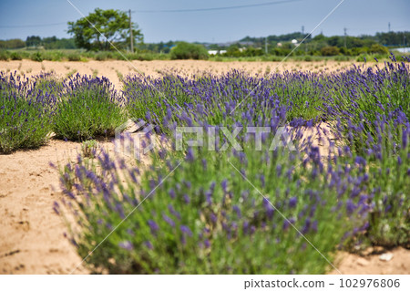 Lavender farm in full bloom Lavender farm in full bloom 102976806