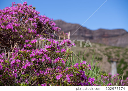 阿蘇傳感峽谷的Miyama Kirishima 102977174