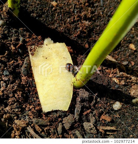 一隻被蘋果夾住的瓢蟲 102977214