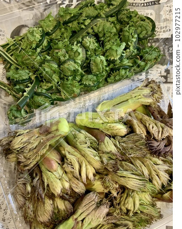 春天的味道：山野菜、小五穀、鱈魚芽 102977215