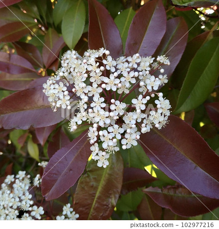 Kaname Memochi Kaname Memochi 102977216