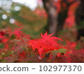 Maple leaves which turned red leaves 102977370