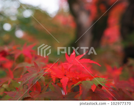 Maple leaves which turned red leaves Maple leaves which turned red leaves 102977370