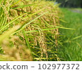 Autumn rice 102977372