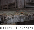 Autumn leaves 102977374