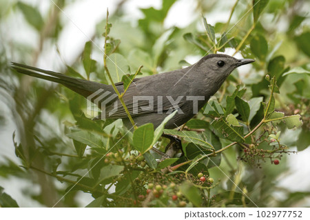A Gray Catbird bird perched on a tree branch in summer Florida shrubs A Gray Catbird bird perched on a tree branch in summer Florida shrubs 102977752