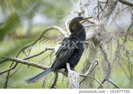 A big anhinga bird resting on tree branch in Florida wetlands 102977780