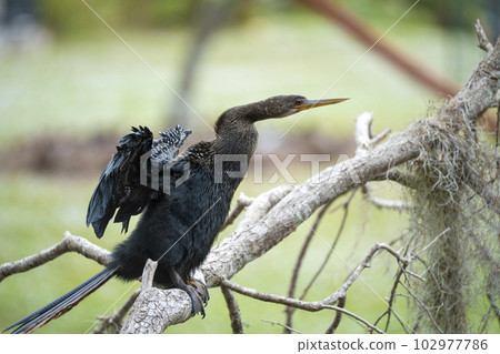 A big anhinga bird resting on tree branch in Florida wetlands A big anhinga bird resting on tree branch in Florida wetlands 102977786