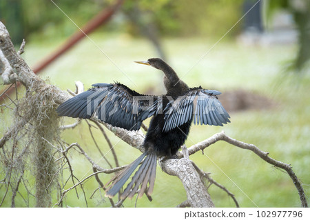 A big anhinga bird resting on tree branch in Florida wetlands A big anhinga bird resting on tree branch in Florida wetlands 102977796