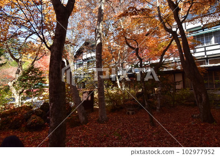 Karuizawa Mampei Hotel at the peak of autumn leaves Karuizawa Mampei Hotel at the peak of autumn leaves 102977952