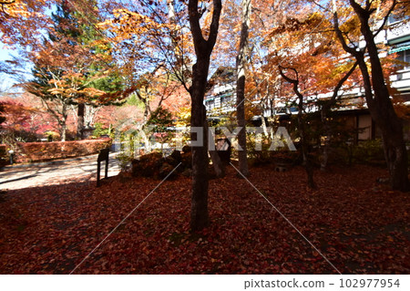 Karuizawa Mampei Hotel at the peak of autumn leaves Karuizawa Mampei Hotel at the peak of autumn leaves 102977954