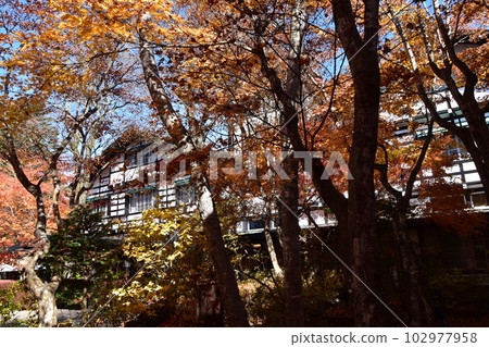Karuizawa Mampei Hotel at the peak of autumn leaves Karuizawa Mampei Hotel at the peak of autumn leaves 102977958
