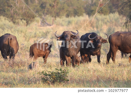 [Botswana] Moami Game Reserve - Buffalo 102977977