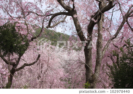 京都市北區原谷園的櫻花景觀 102978440