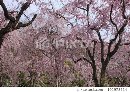 京都市北區原谷園的櫻花景觀 102978514