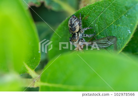 跳蛛(貓蠅鳥)捕食鶴蠅 跳蛛(貓蠅鳥)捕食鶴蠅 102978566