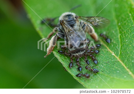 Ants swarming on dead bees 102978572