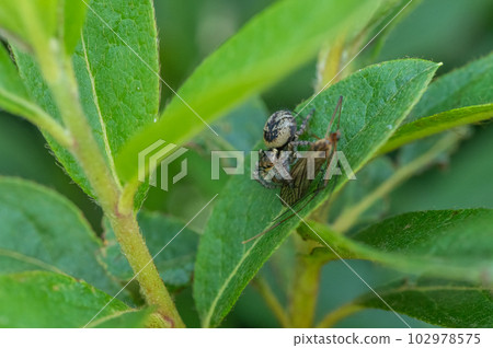 跳蛛（貓蠅鳥）捕食鶴蠅 102978575