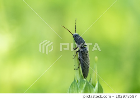 點擊草地上的甲蟲 102978587