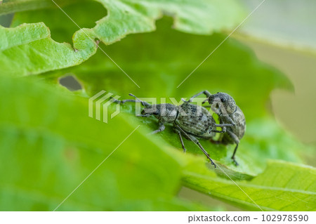 Weevils mating on the grass 102978590