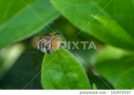 Yotsu Monkey Beetle 102978597