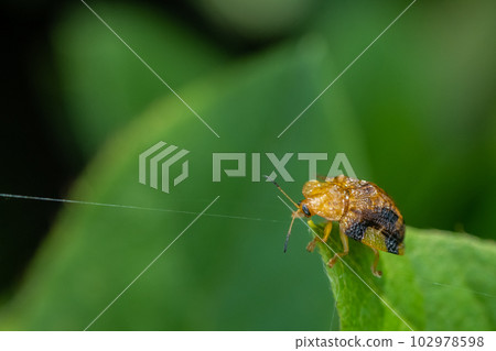 Yotsu Monkey Beetle Yotsu Monkey Beetle 102978598