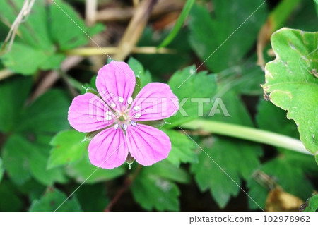 粉紅色的 Akabana Gennoshoko（紅色開花的證據） 102978962