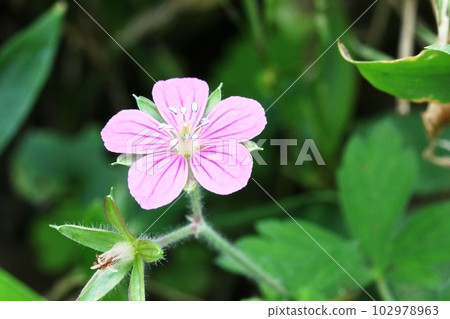 Pink Akabana Gennoshoko (evidence of red flowering) Pink Akabana Gennoshoko (evidence of red flowering) 102978963
