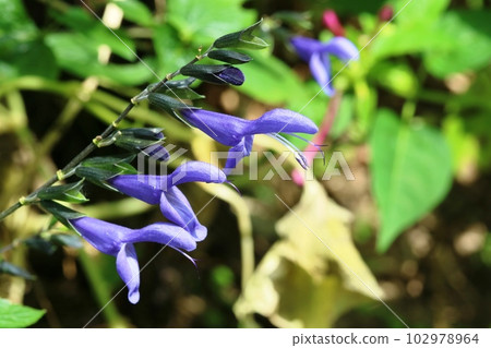 Salvia garanitica with flowers blooming in the same direction Salvia garanitica with flowers blooming in the same direction 102978964